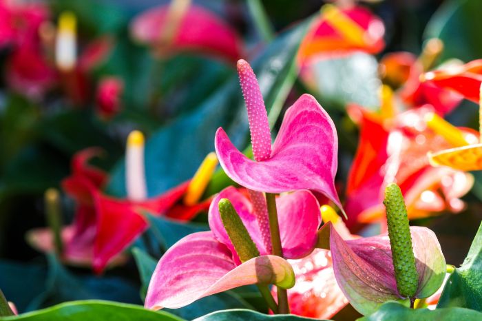 Fleurs tropicales Martinique