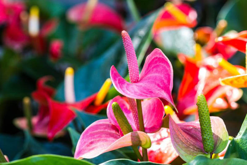 Quelles sont les fleurs tropicales les plus populaires et exotiques ? Martinique