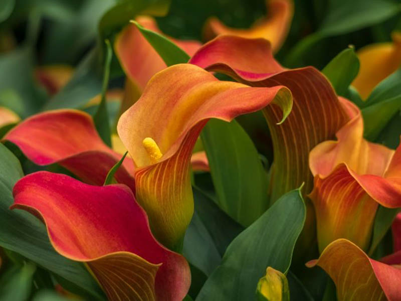 Comment planter des fleurs tempérées pour un jardin fleuri toute l'année en Martinique ?