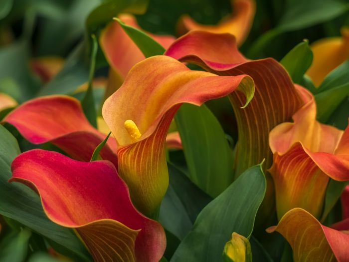 Vendeur de fleurs tempérées Martinique