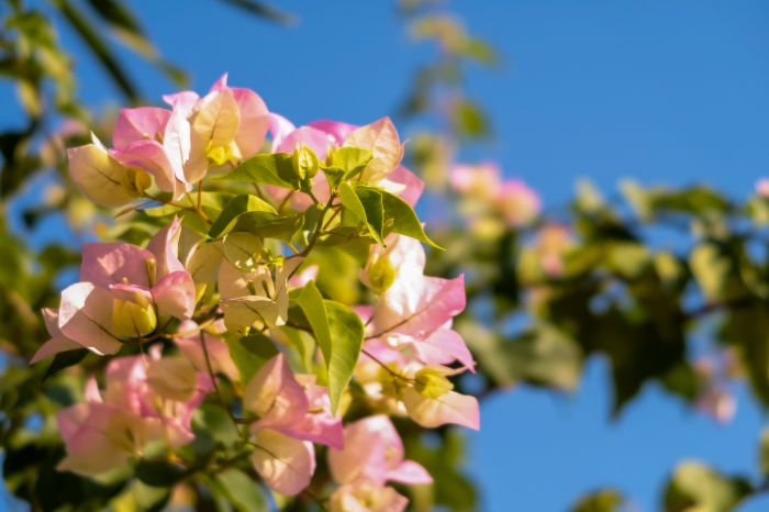 Vente de fleurs tropicales Martinique
